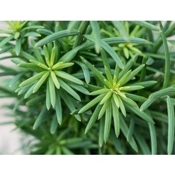 Kukmedis europinis "Fastigiata Robusta" C3