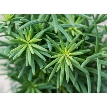 Kukmedis europinis "Fastigiata Robusta" C2 1