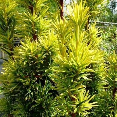 Kukmedis europinis "Fastigiata Aurea" C3