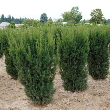 Kukmedis tarpinis "Hicksii" C3