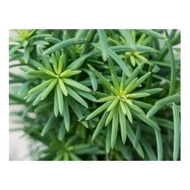 Kukmedis europinis "Fastigiata Robusta" C3