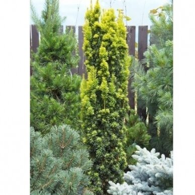 Kukmedis europinis "Fastigiata Aurea" C3 1 Kukmedis europinis "Fastigiata Aurea" C3 1