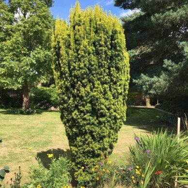 Kukmedis europinis "Fastigiata Aurea" C5 Kukmedis europinis "Fastigiata Aurea" C5