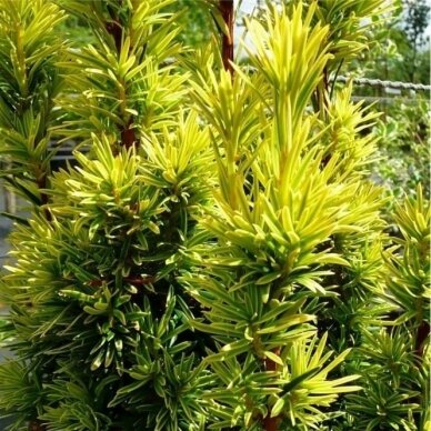 Kukmedis europinis "Fastigiata Aurea" C5 1 Kukmedis europinis "Fastigiata Aurea" C5 1