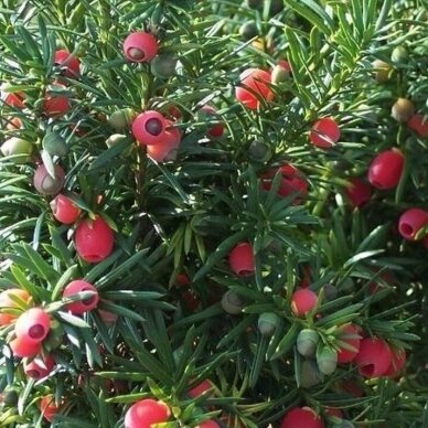 Kukmedis tarpinis "Hicksii" C5 1