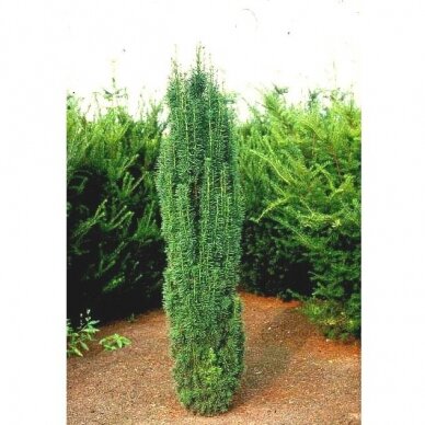 Kukmedis europinis "Fastigiata Robusta" C3 1 Kukmedis europinis "Fastigiata Robusta" C3 1