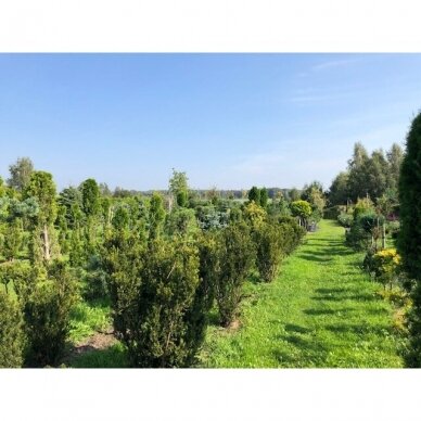 Kukmedis tarpinis "Hillii" C50 1 Kukmedis tarpinis "Hillii" C50 1