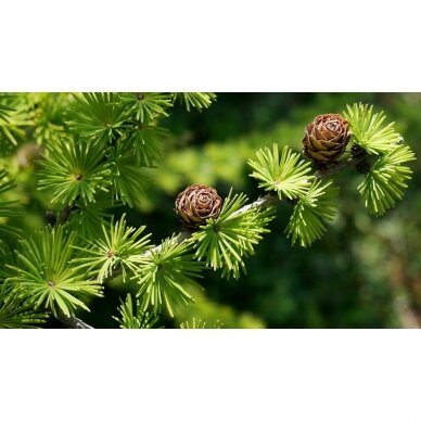 Maumedis europinis "Pendula" C10 1