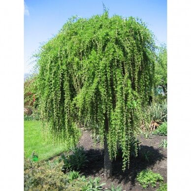 Maumedis europinis "Pendula" C10