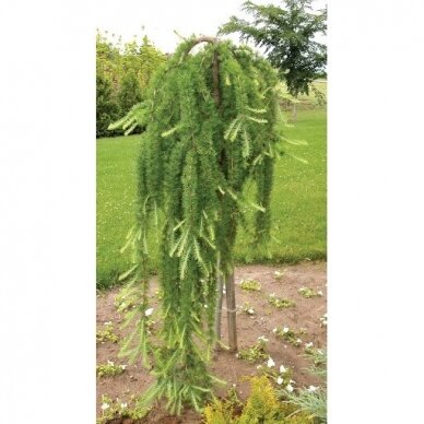 Maumedis europinis "Pendula" C10 2 Maumedis europinis "Pendula" C10 2