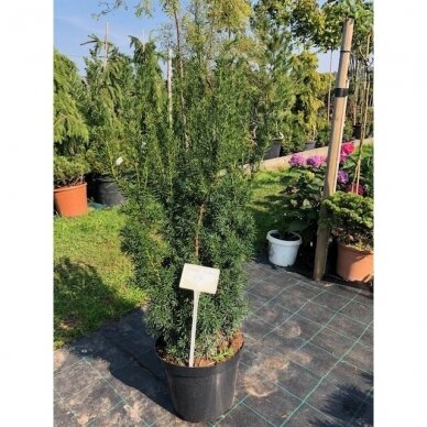 Kukmedis tarpinis "Hicksii" C5