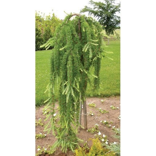 Maumedis europinis "Pendula" C10 2