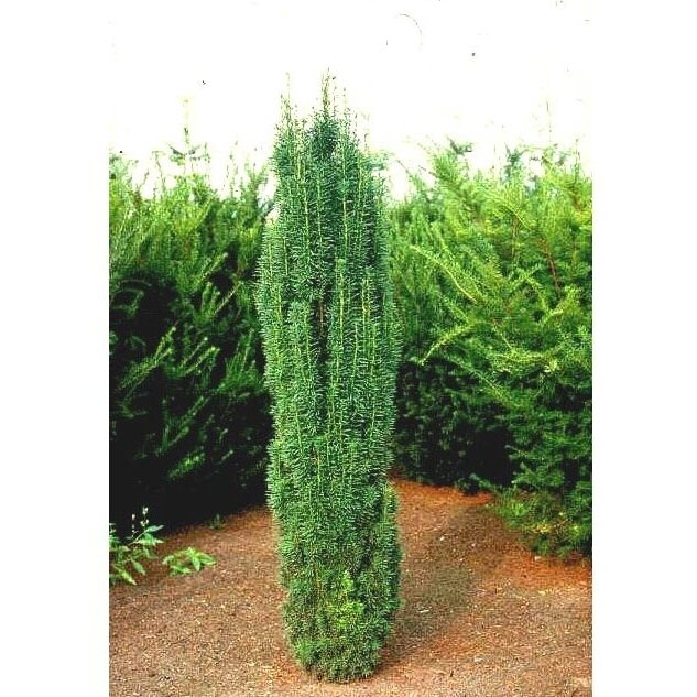 Kukmedis europinis "Fastigiata Robusta" C3 1