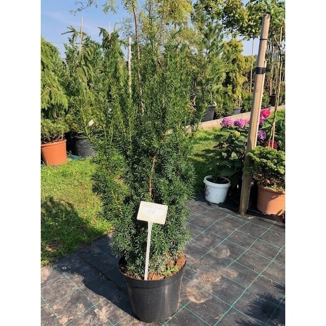 Kukmedis tarpinis "Hicksii" C5