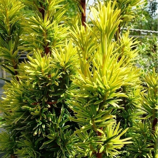 Kukmedis europinis "Fastigiata Aurea" C5 1
