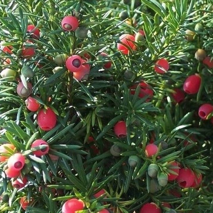 Kukmedis tarpinis "Hicksii" C5 1 Kukmedis tarpinis "Hicksii" C5 1