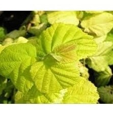 Lazdynas paprastasis "Aurea" C5