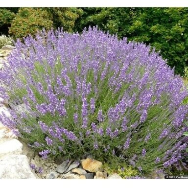 Levanda tikroji "Hidcote Blue Strain" C3