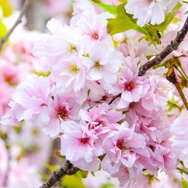 Vyšnia smailiadantė - Sakura "Amanogawa" C20 Vyšnia smailiadantė - Sakura "Amanogawa" C20