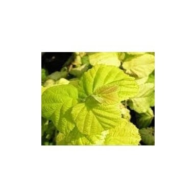 Lazdynas paprastasis "Aurea" C5