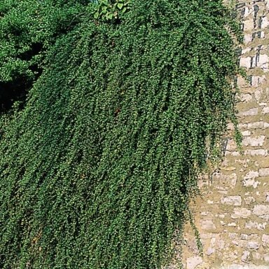 Kaulenis driekusis (Damerio) "Skogholm" C3