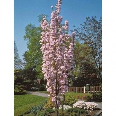 Vyšnia smailiadantė - Sakura "Amanogawa"  C20 1