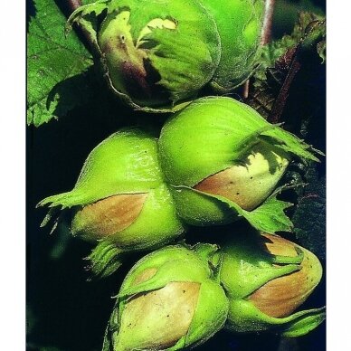 Lazdynas paprastasis "Aurea" C5 2 Lazdynas paprastasis "Aurea" C5 2