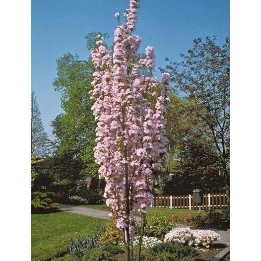 Vyšnia smailiadantė - Sakura "Amanogawa" C20 1 Vyšnia smailiadantė - Sakura "Amanogawa" C20 1