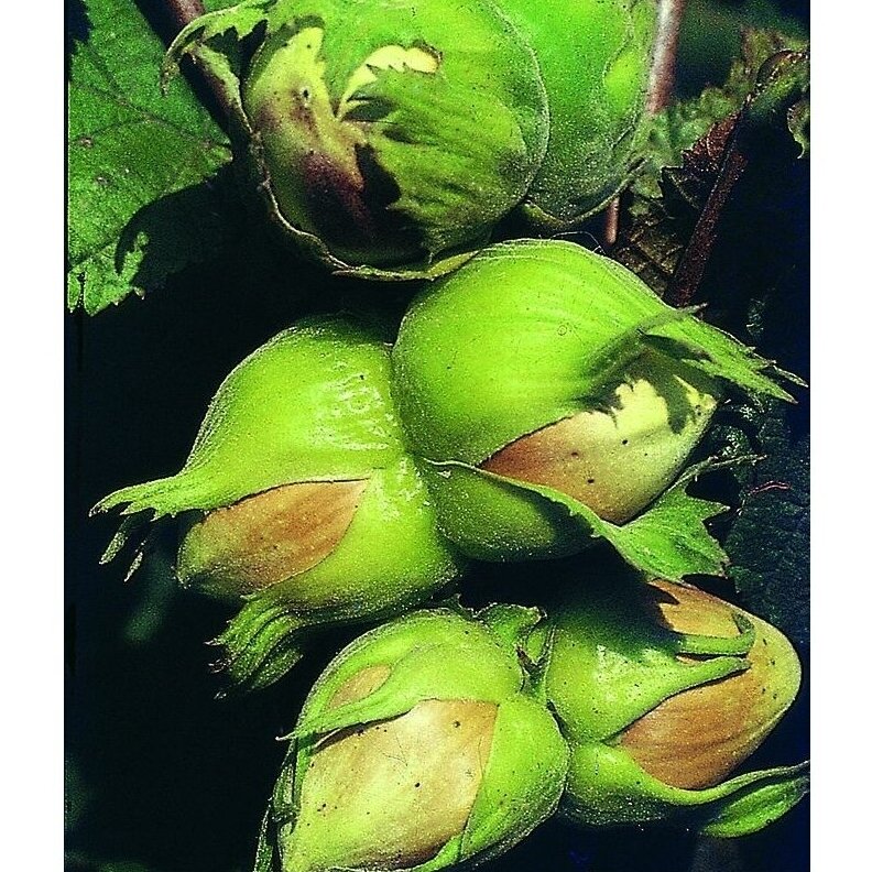 Lazdynas paprastasis "Aurea" C5 2