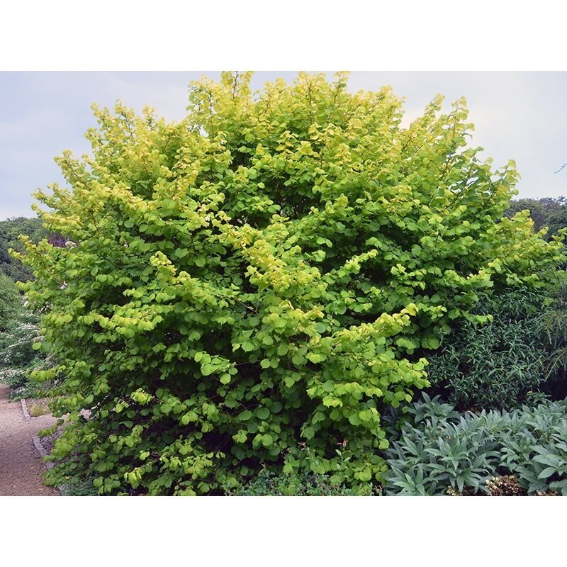 Lazdynas paprastasis "Aurea" C5 1