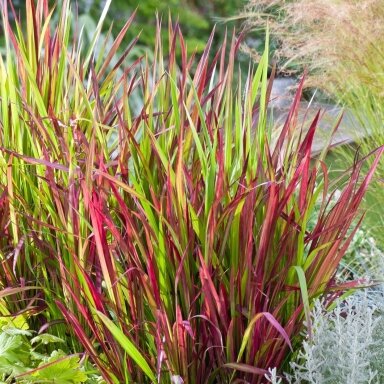 Imperata rytininė  "Red baron" C3
