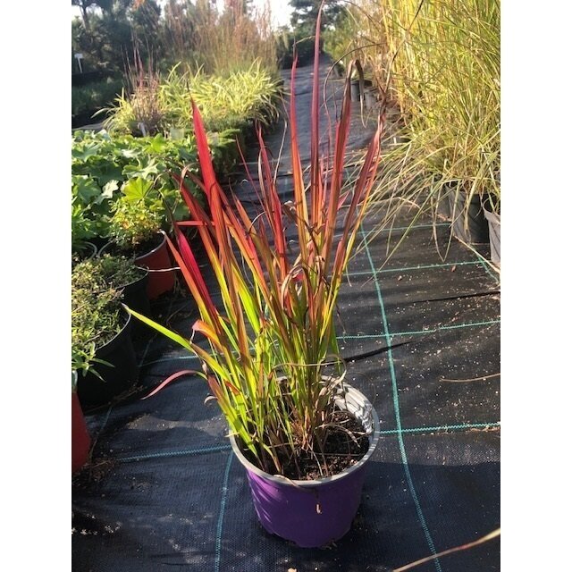 Imperata rytininė "Red baron" C3 1 Imperata rytininė "Red baron" C3 1