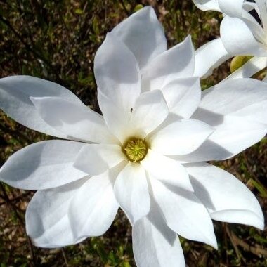 Magnolija žvaigždinė "Waterlily" C20