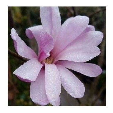 Magnolija žvaigždinė "Rosea" C20 Magnolija žvaigždinė "Rosea" C20