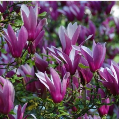 Magnolija lelijažiedė "Nigra" C10 Magnolija lelijažiedė "Nigra" C10