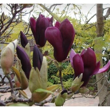 Magnolija bruklino "Black beauty" C10 Magnolija bruklino "Black beauty" C10