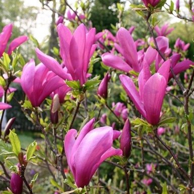 Magnolija daugiakamienė "Susan" C20 Magnolija daugiakamienė "Susan" C20