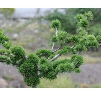 Maumedis europinis "Krejci" C7,5