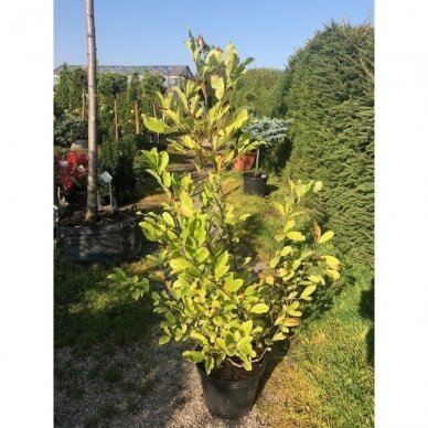 Magnolija žvaigždinė "Rosea" C20  1