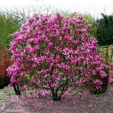 Magnolija hibridinė "Susan" C7 1