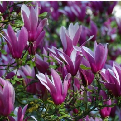 Magnolija lelijažiedė "Nigra" C10 Magnolija lelijažiedė "Nigra" C10