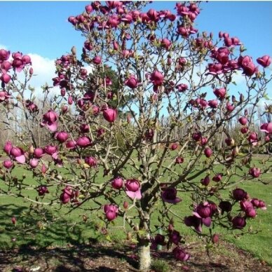 Magnolija sulanžo "Black tulip" C10 2 Magnolija sulanžo "Black tulip" C10 2