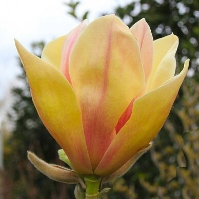 Magnolija hibridinė "Sunsation" C10 Magnolija hibridinė "Sunsation" C10