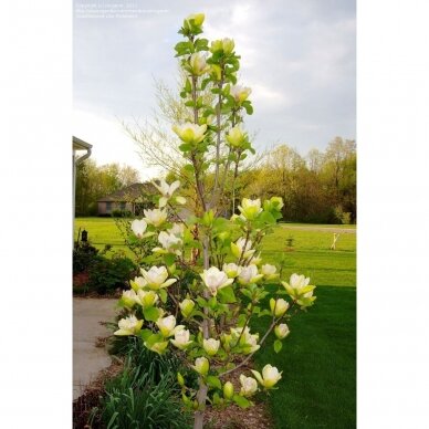 Magnolija hibridinė "Sunsation" C10 1