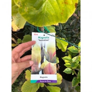 Magnolija hibridinė "Sunsation" C10 2