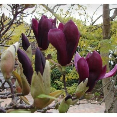 Magnolija bruklino "Black beauty" C10
