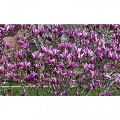 Magnolija bruklino "Black beauty" C10 1