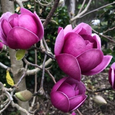 Magnolija sulanžo "Black tulip" C10 Magnolija sulanžo "Black tulip" C10