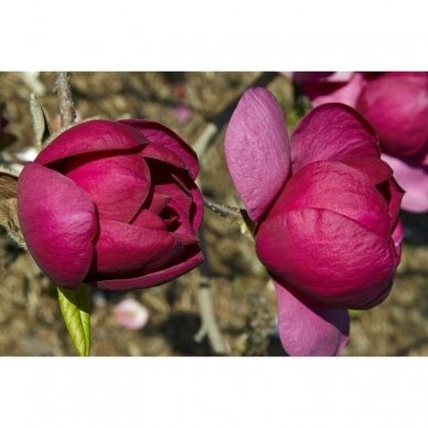 Magnolija sulanžo "Black tulip" C10 1