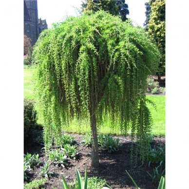 Maumedis europinis "Puli" C60 Maumedis europinis "Puli" C60